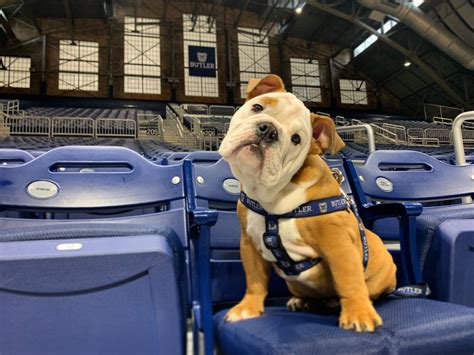  Maybe by November, when the Butler basketball season begins, Blue IV will know to hang onto the bone rather than dropping it and finding someone to lick