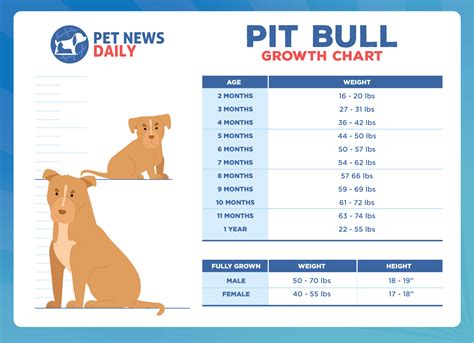  Meanwhile, Pitbulls are around 18 to 21 inches tall with a weight of 40 to 70 pounds