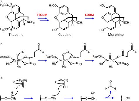  Mechanism of Action: Hydrogenated ketone analogue of morphine that can be formed by the N-demethylation of hydrocodone