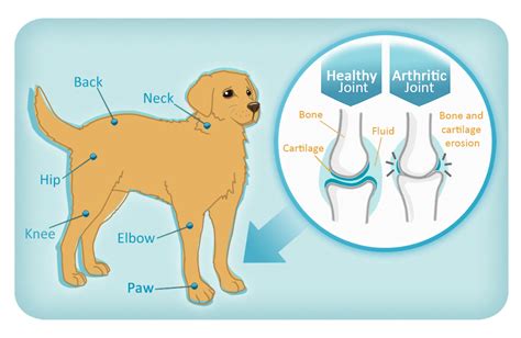  Medical conditions Is your dog arthritic? Does your pooch have pain? Different problem areas should be treated with unique formulas, and this is no exception with dog CBD treats