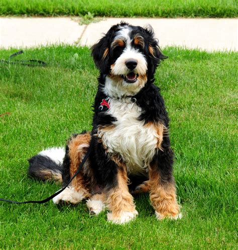  Medium Bernedoodle Medium Bernedoodles are larger dogs when compared to the adorable Minis, and their maximum height lies somewhere between eighteen and twenty-two inches when they reach adulthood