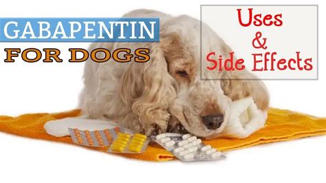  Meds like Gabapentin when taken together with CBD can cause lethargy in pets