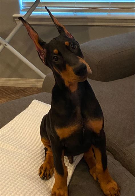  Meet Nelly, a week-old Doberman with a heart full of love and a playful spirit that brightens up any room she enters