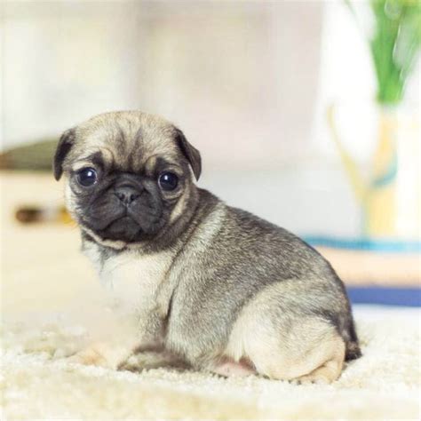  Meet Sam and his teacup pug puppy, Biscuit! Teacup pugs are the smallest of the pug breeds and are considered a designer breed