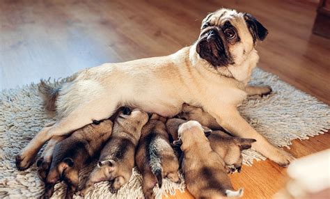  Meeting past customers will give you a good idea about the quality of the puppies the breeder is producing, and it will also help you to determine if the breeder has a good reputation
