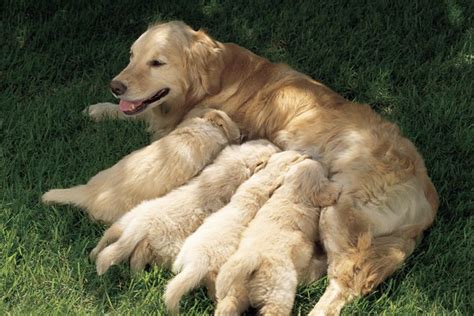  Meeting the mother in person can give you an idea of her temperament and the behavior she is modeling for her puppies