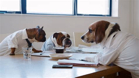  Meetings with available pets end 1 hour before closing