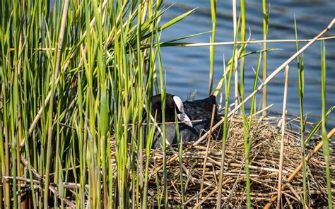  Meide Nester, oft sind sie an Häusern oder in der Erde