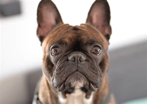  Members of this breed are usually intelligent and obedient but may inherit the reputation for stubbornness of the Frenchie