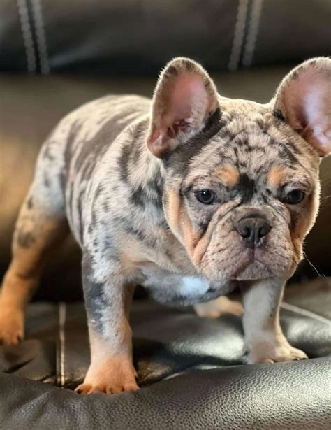  Merle frenchies for sale