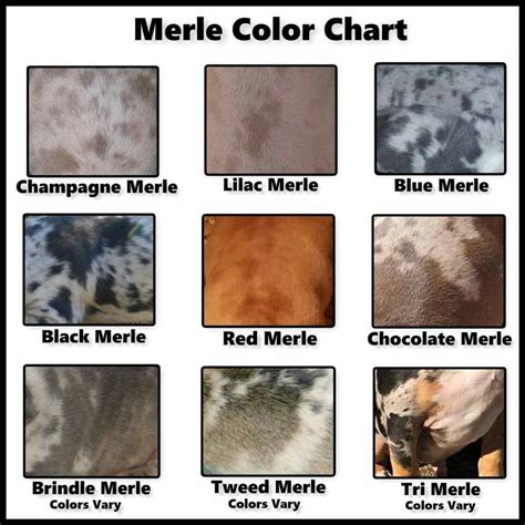  Merle is a color combination in dogs