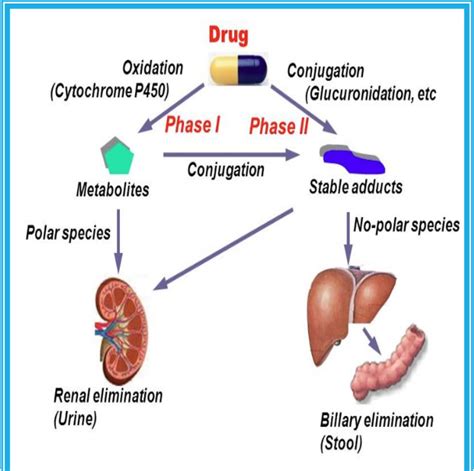  Metabolism CBD is metabolized by the cytochrome P system in the liver, which means drug competition problems are possible