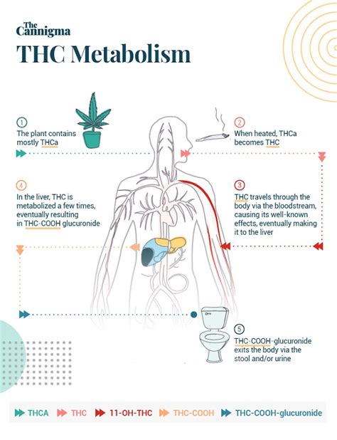  Metabolism For a drug test to be negative, the body must eliminate THC from the system, as well as metabolic chemicals that have links to THC