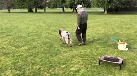  Mick is able to perform double marked retrieves and run off of a dog stand