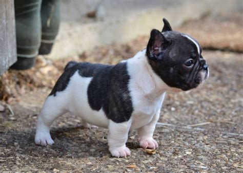  Micro French Bulldogs can make great pets for the right owners