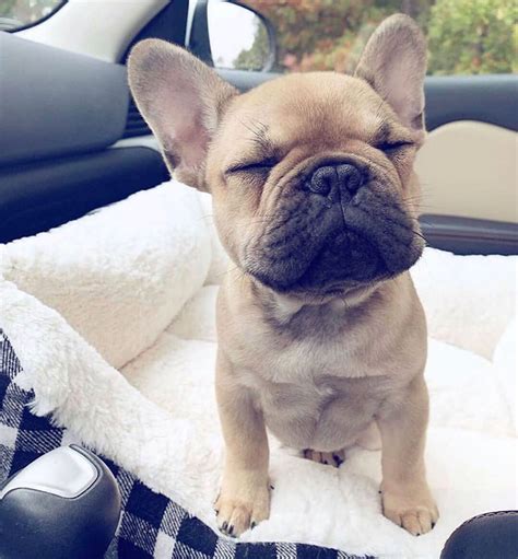  Micro Frenchies are known to produce the smallest mini frenchie bloodline registered with Designer Kennel Club as the Miniature French Bulldog breed