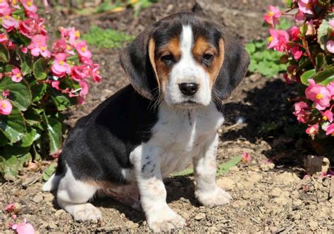  Midway tx Beagle Female puppies