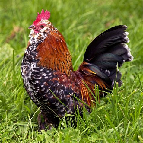  Mille Fleur Duccle rooster 1 available