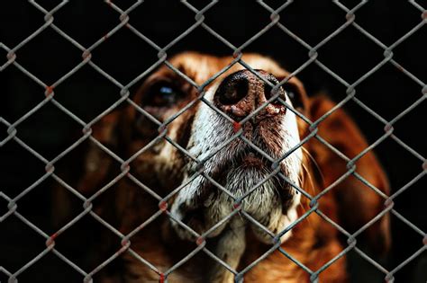  Millions of pets enter shelters every year