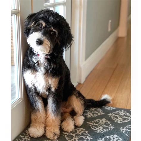  Mimi is a cute Mini Bernedoodle puppy with great markings