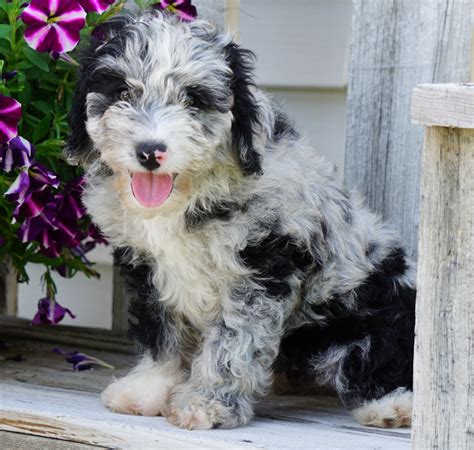  Mini Aussiedoodle puppies for sale! In Ohio, there are specific regulations and requirements for hazmat testing and handling