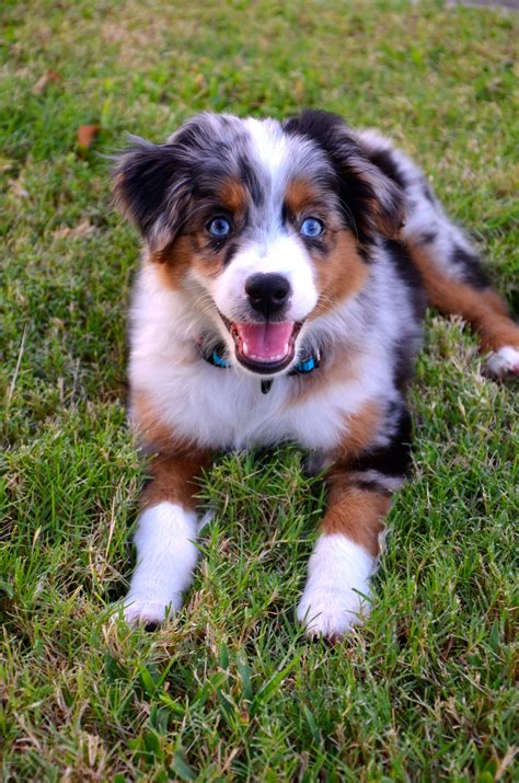  Mini Australian Shepherds were popular traveling companions around the horse show and rodeo circuit