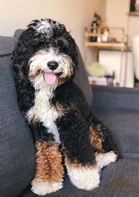  Mini Bernedoodle Appearance Mini Bernedoodles reach a height of approximately 18 to 22 inches once fully grown and weigh somewhere between 25 and 49 pounds