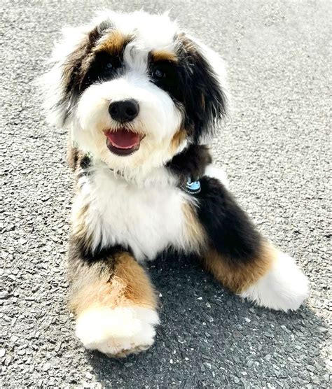  Mini Bernedoodle Puppies: Mini Bernedoodles are 15 to 20 inches tall, and their weight can range from 25 to 50 pounds