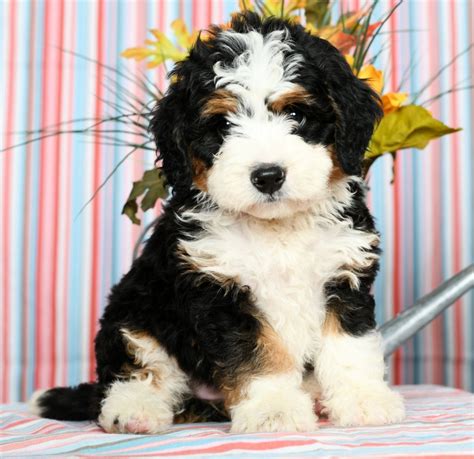  Mini Bernedoodle puppies raised in home with kids by reputable breeder