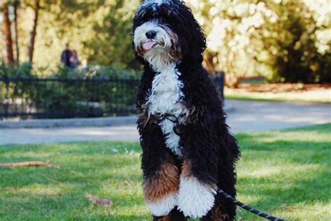  Mini Bernedoodles are fully grown by the age of 12 months when their bodies are developed