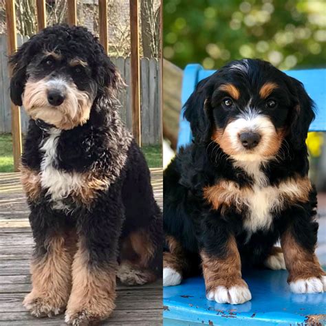  Mini Bernedoodles are playful and cuddly