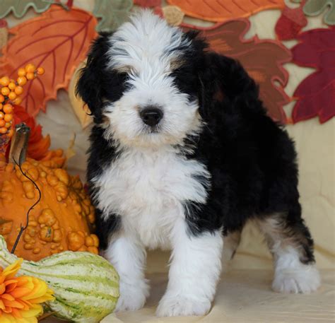  Mini Bernedoodles planned for, loved on, and prepared for forever families