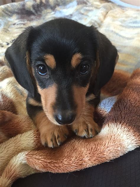  Mini Dachshund puppies available first week of October