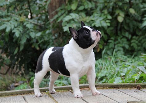  Mini Frenchies have all the best personality traits that we adore in French Bulldogs: they are funny, affectionate and extremely friendly