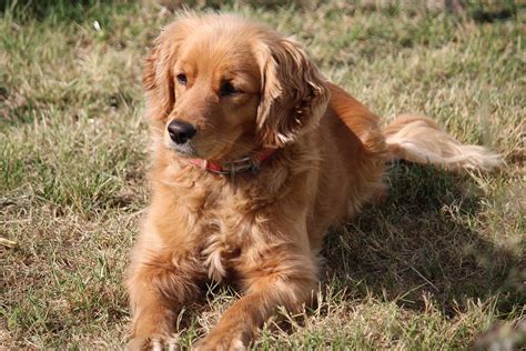  Mini Golden Retrievers are a hybrid species resulting from a Golden Retriever mixed with a Poodle, Cocker Spaniel, or another small breed