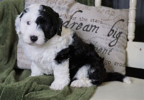  Mini Sheepadoodle Puppies for Sale