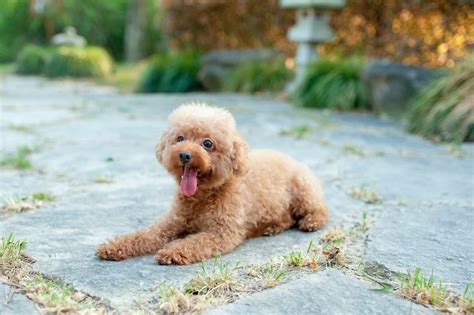  Mini toy poodle brown Life Span Poodles live between 10 — 18 years on average