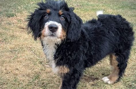  Miniature Bernedoodle fall under 18 to 22 inches