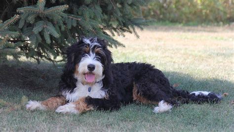  Miniature Bernedoodles have an extremely fluffy coat that is soft and considered hypoallergenic thanks to its non-shedding qualities