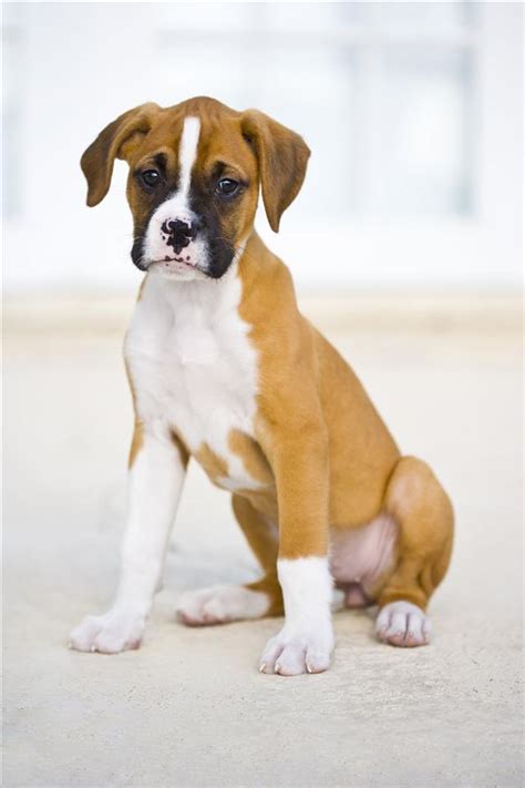  Miniature Boxers are not purebred Boxers, but they tend to basically be smaller versions of Boxers