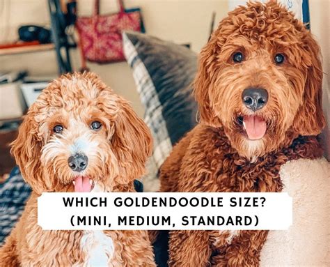 Miniature Goldendoodle Size Mini Goldendoodles typically weigh between pounds and stand inches tall
