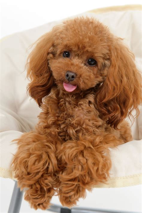  Miniature Poodles are adorable and intelligent dogs that make wonderful companions for individuals and families alike