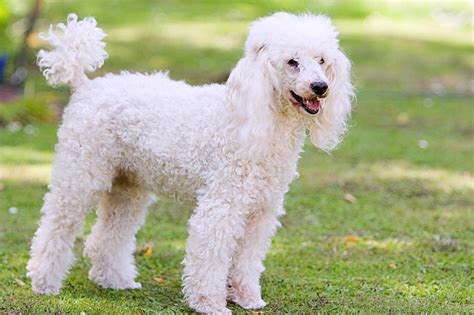  Miniature Poodles are very smart, obedient, and graceful, which makes them one of the most popular pets in the world