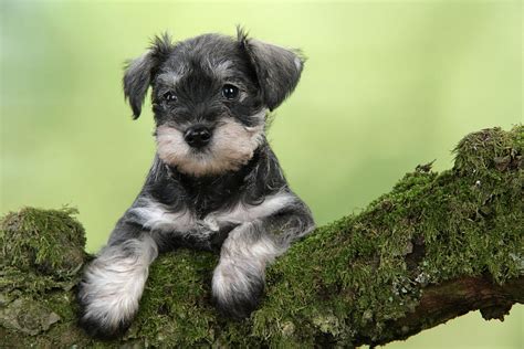  Miniature Schnauzer Puppies available