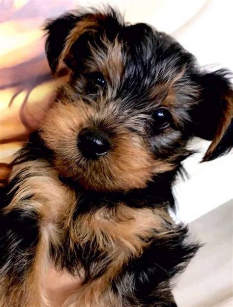  Miniature Yorkie puppies will have first shots, and dewormed
