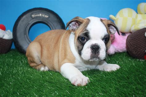  Miniature bulldog puppies can be found for sale online on the websites Puppy Find, Pets4You and Oodle Marketplace as of 