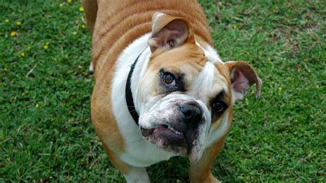  Miss Carlee is a 3yr old full blooded English bulldog, we