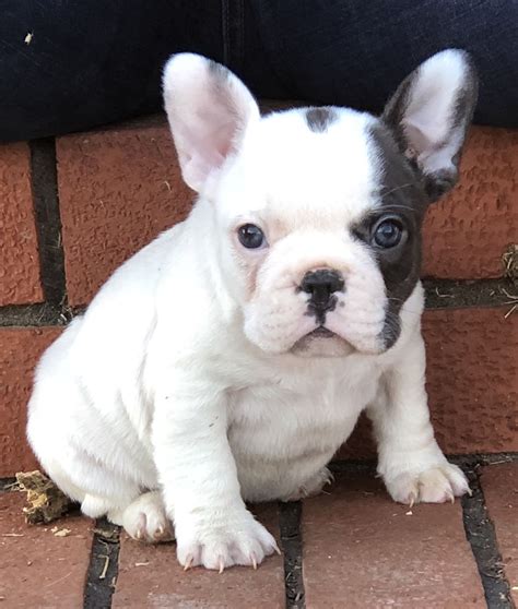  Mississippi French Bulldogs for sale are always easy to spot with their distinctive appearance and stubby legs but don