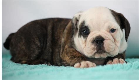  Mitch and Erica believe in producing a healthy English Bulldog puppy first and foremost