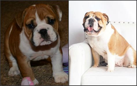  Mitch and Erica believe it is their responsibility to provide emotional and mental support for the lifetime of each and every English Bulldog puppy they produce